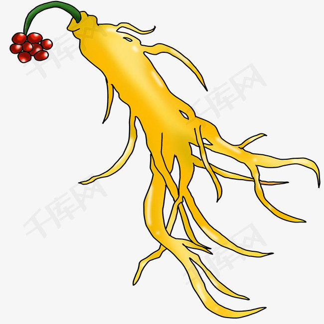 养生草药人参插画