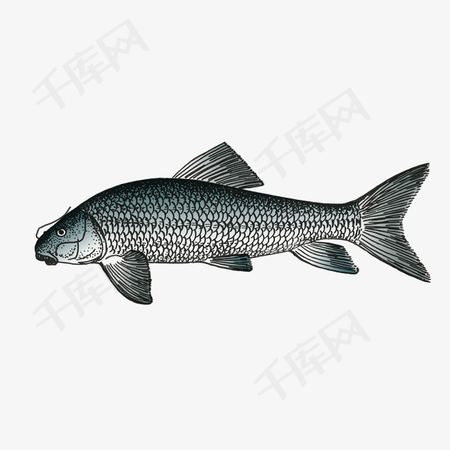 手绘鱼免抠素材图案