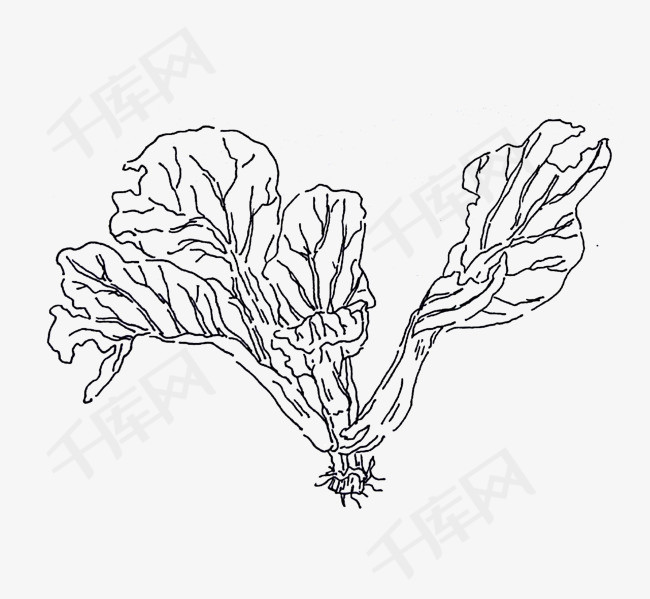 手绘黑白线条小青菜