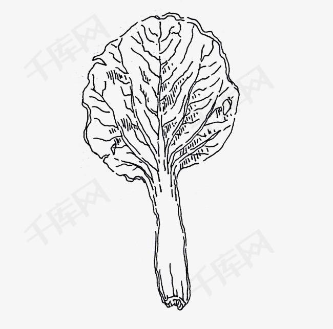手绘黑白线条一片青菜叶