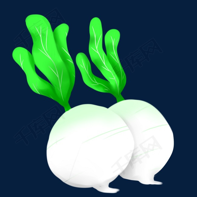 两只白萝卜水萝卜