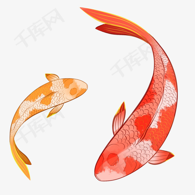 卡通两条游动的金鱼免抠图