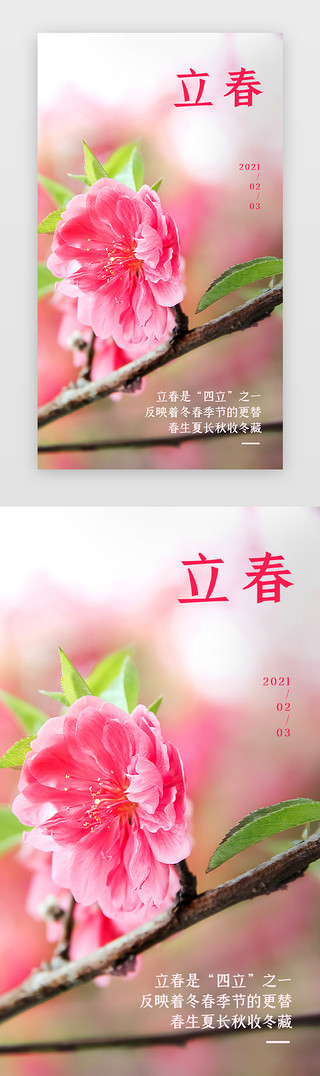 飘落桃花UI设计素材_立春手机海报写实粉色桃花