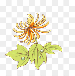 花开露水手绘插画