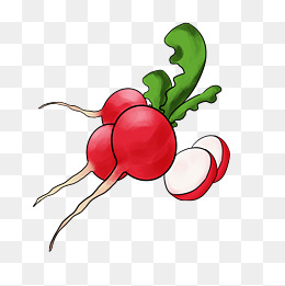 蔬菜营业食品红萝卜手绘卡通插画