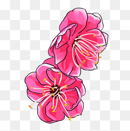 手绘两朵鲜艳的梅花插画