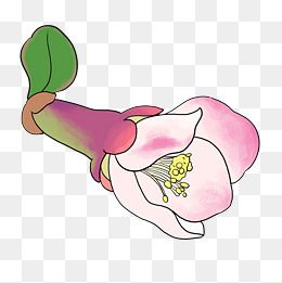 手绘植物花卉粉红色海棠花盛开