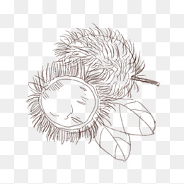 手绘线描红毛丹插画