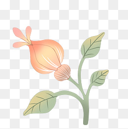 花苞开放可爱清新