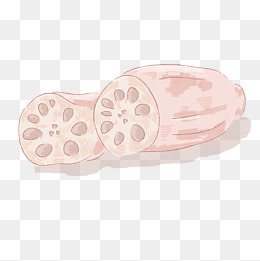 手绘清新插画风格的三段莲藕