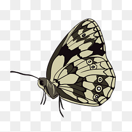 侧面蝴蝶翅膀手绘素材