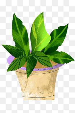 手绘绿色盆栽插画