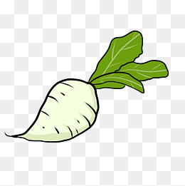 青菜食材食品果子白萝卜