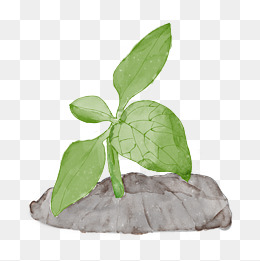 拿着树苗的男孩的手