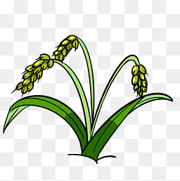 粮食水稻手绘插画