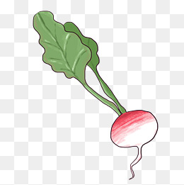 一个圆形萝卜插画