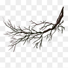 干枯树枝写实简约