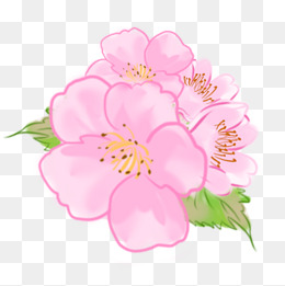 春天粉红色小清新玉兰花免抠png