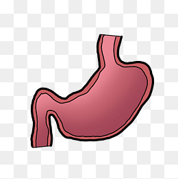手绘重要器官胃生理性器官