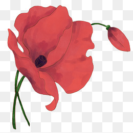 好看的红色花朵插画