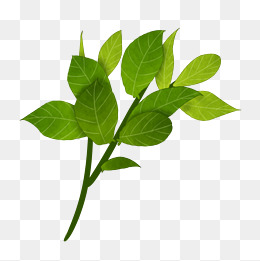 一圈树叶免抠插图素材图片免费下载_高清psd_千库网(图片编号12019394