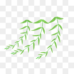 三条柳叶树枝插画