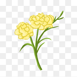 一束康乃馨粉色花