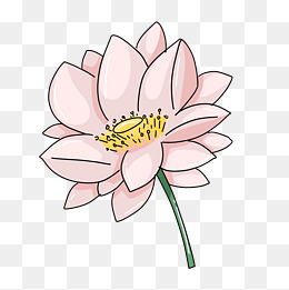 绽放荷花卡通插画