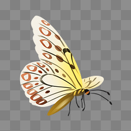 侧面的黄色蝴蝶插画