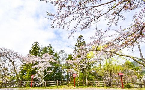 蓝天下的日本樱花季