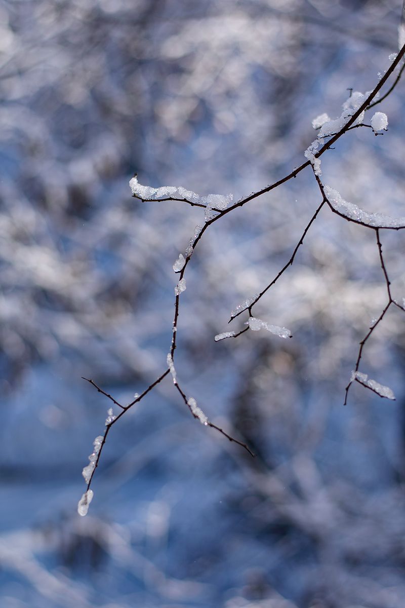 枝条上的残雪高清摄影大图 千库网
