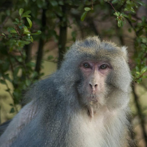 西藏林芝秘境藏猕猴的静谧时光