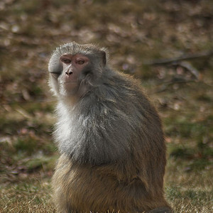 灵动摄影照片_西藏林芝藏猕猴