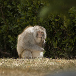 灵动指尖摄影照片_西藏林芝藏猕猴