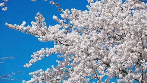 春季蓝天白云下的梨花实拍