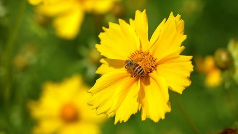 实拍唯美鲜花盛开蜜蜂采蜜模板