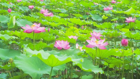 实拍夏日风景荷花荷塘风景绿色荷叶实拍