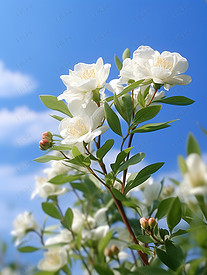 白色茉莉花淡蓝色天空高清图片