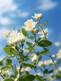 白色茉莉花淡蓝色天空高清摄影图