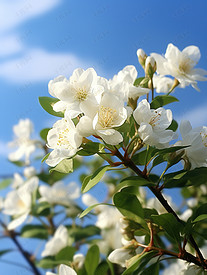 白色茉莉花淡蓝色天空图片