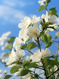 白色茉莉花淡蓝色天空摄影图