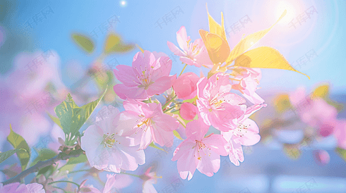 盛开的美丽樱花摄影32