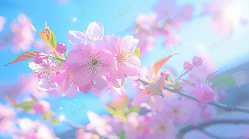 盛开的美丽樱花摄影27