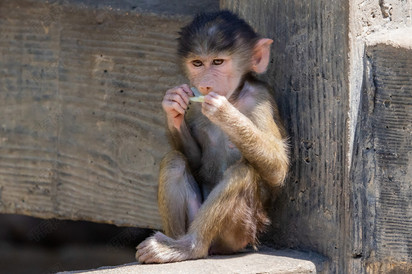 一只猴子在进食