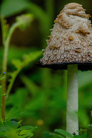 蘑菇在雨后生长