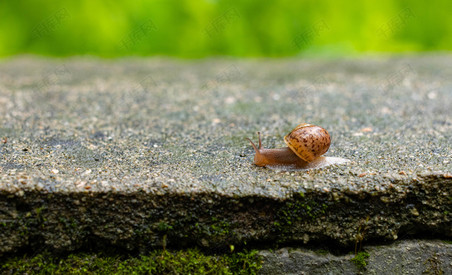 一只蜗牛在石墙上爬