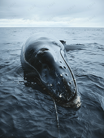 长须鲸在船舶碰撞中受损身体上的螺旋桨标志
