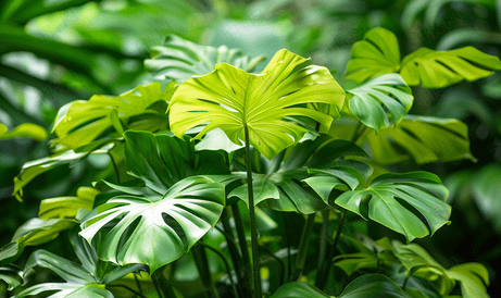 后院里有一株巨大的辐射蔓绿绒植物