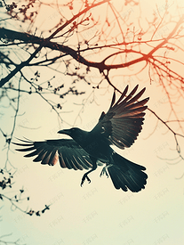 有大翅膀的黑乌鸦在树枝间飞行天空中的鸟