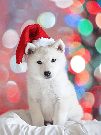 一只白色的柴犬小狗戴着红色的圣诞帽背景是色彩缤纷的散景